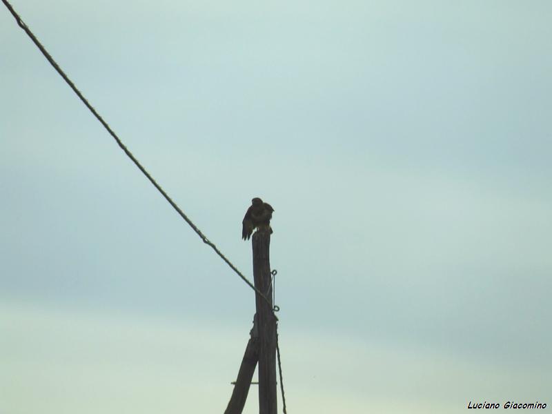 poiane foto
